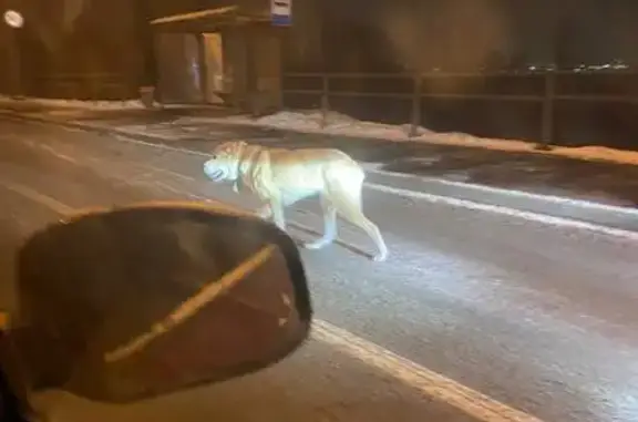 Найдена собака, Самара, фото: Найдена собака, Шоссейная улица, Самара - крупная с белым окрасом