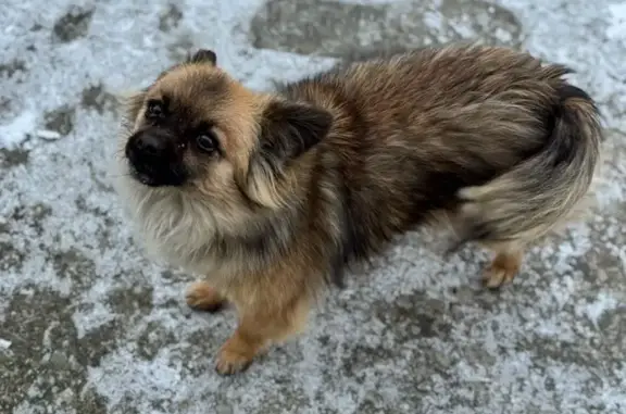 Пропала собака, Кубанская улица, 4, Гайдук, Новороссийск - рыжая, очень активная девочка - photo
