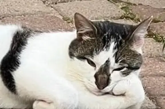 Пропал кот, Звёздная улица, 2, Рощинское городское поселение - серо-белый окрас, ошейник от клещей - photo