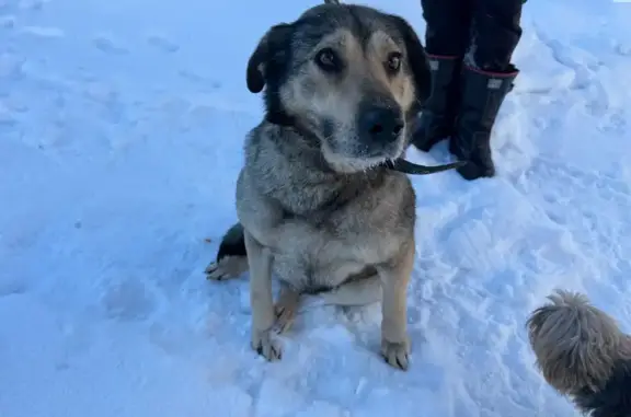 Найдена собака, Смоленск, фото: Найдена собака, девочка, СНТ Связист, Смоленск