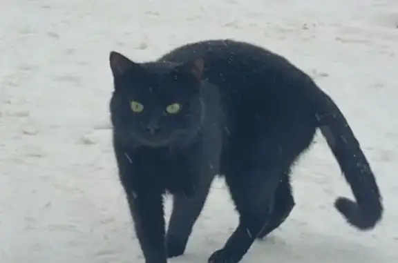 Пропала кошка, мужской, Лесная улица, 5, Белоусово - чёрный окрас, жёлто-зелёные глаза - photo