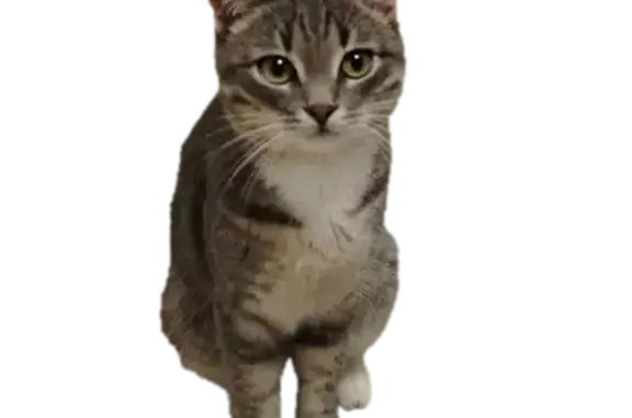 Пропала кошка, Цветочная улица, 24, Берёзовка - серый окрас с белым и рыжеватым оттенком - photo