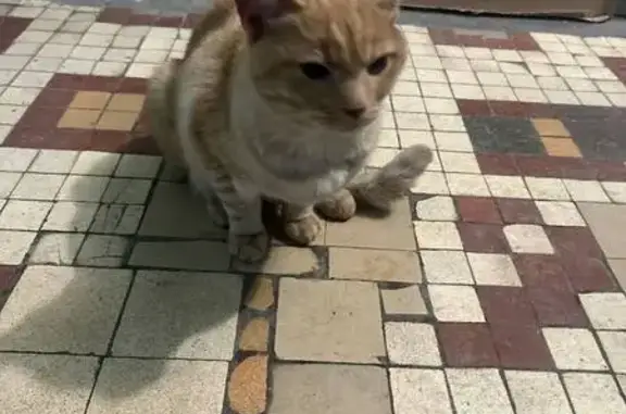 Найдена кошка, Москва, фото: Найдена кошка, Большая Черёмушкинская улица, 19А, Москва - очень ласковая и домашняя