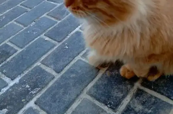Найдена кошка, Строитель, фото: Найдена кошка, улица Ленина, 15, Строитель - рыжий кот с голубыми глазами
