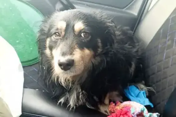 Найдена собака, Курск, фото: Найден собака, Курск - чёрно-коричневый, дружелюбный с кошками