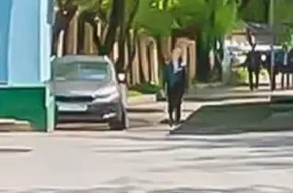 Найдена кошка, Москва, фото: Найдена кошка, Большая Семёновская улица, 24, Москва - две чёрные кошки