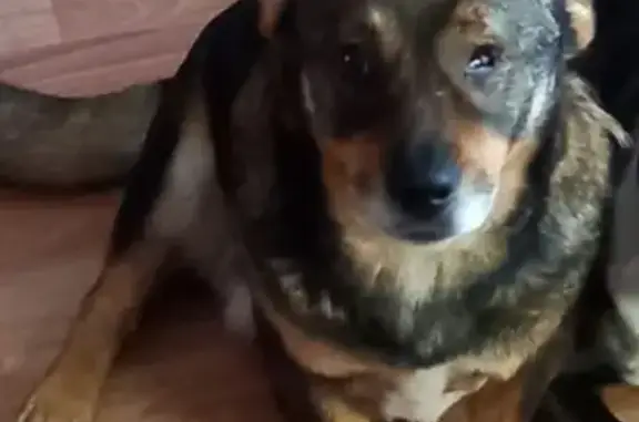 Пропал собака, Витебское шоссе, 15, Катынь - средний размер, с одним глазом - photo