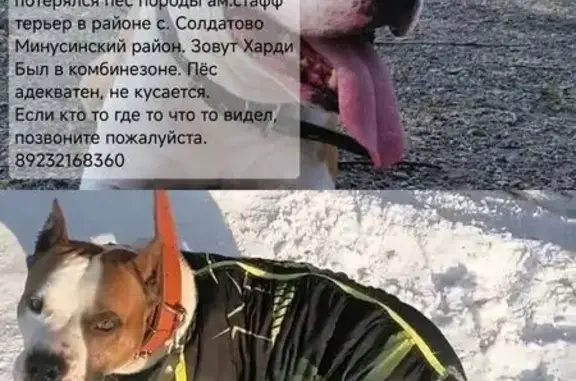Пропал собака, Селиванихинский сельсовет, Красноярский край - ам. стафф терьер в ярком светоотражающем комбинезоне - photo