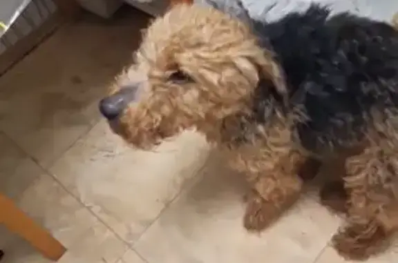 Найдена собака, Подольск, фото: Найдена собака, женский пол, Объездная улица, 1В стр3, Подольск