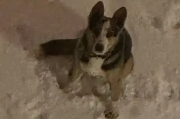 Найдена собака, Саратов, фото: Найдена собака, улица Жуковского, 9А, Саратов