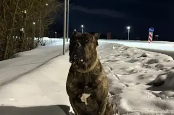 Найдена собака, Брянск, фото: Найден собака, Флотская улица, Брянск - тигровый