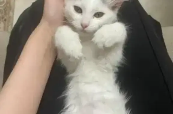 Пропала кошка, Вузовское Озеро, Махачкала - пятнышко на голове - photo