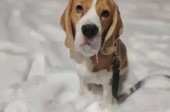 Пропал собака, Жуковский парк, Жуковский - бигль с белым пятном на спине - photo