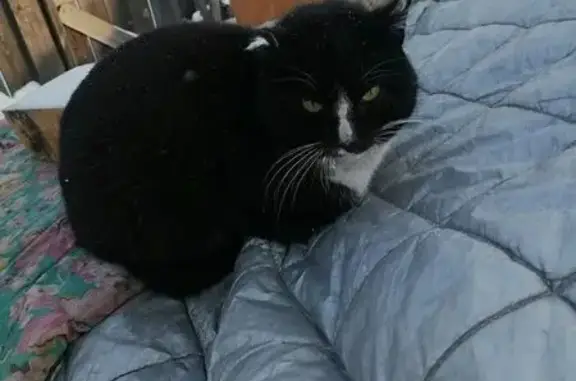 Найдена кошка, Солонцовский сельсовет, фото: Найдена кошка, Берёзовая улица, Солонцовский сельсовет - беременная, ушки обморожены