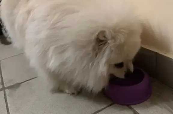 Найдена собака, Йошкар-Ола, фото: Найдена собака, улица Строителей, 75, Йошкар-Ола - светлый окрас, пушистый