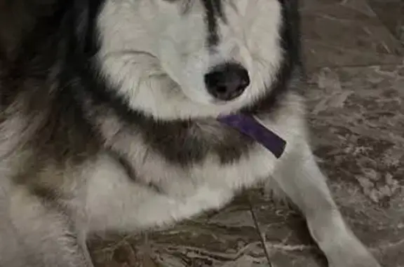 Найдена собака, Новокузнецк, фото: Найден собака, мужской, Новокузнецк - сибирский хаски