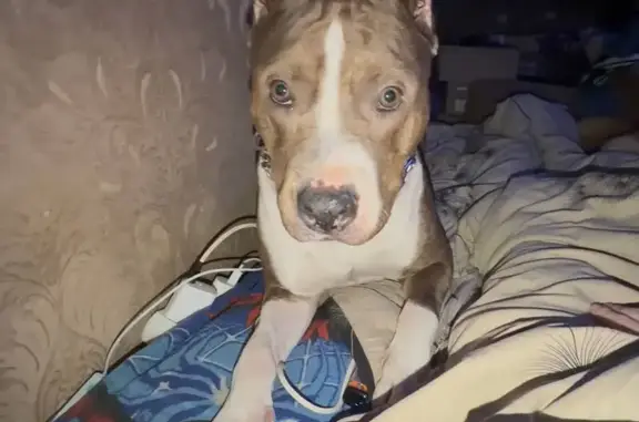 Пропал собака, улица Генерала Буткова, 8А, Калининград - стаффорд, откликается на кличку «Тайсон» - photo