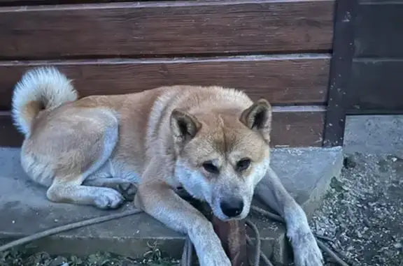 Собаки потеряшки, Миасс, фото: Потеряшка собака, улица Кураева, 67, Миасс - рыжий Акита, 2,5 года