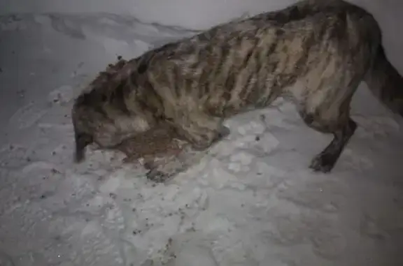 Найдена собака, Обухово, фото: Найдена собака, женская, Кудиновское шоссе, Обухово - тигрового окраса