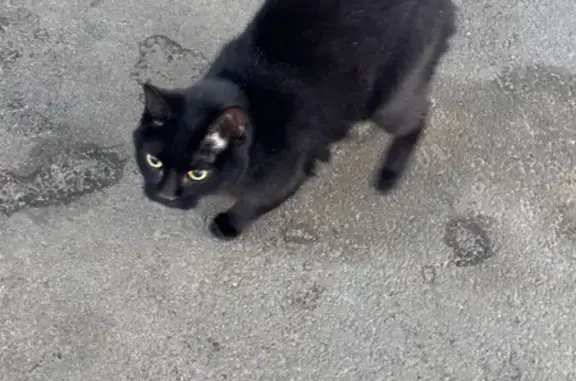 Найдена кошка, Красное Поле, фото: Найдена кошка, улица Авиаторов, Красное Поле - спокойная и не шугливая
