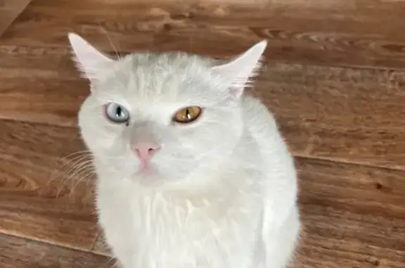 Кошки потеряшки, Абакан, фото: Потеряшка кот, Благодатная улица, Абакан - белый с разными глазами