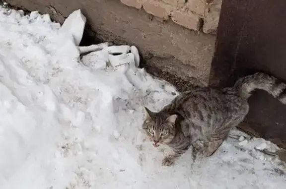 Найдена кошка, Сухой Лог, фото: Найдена кошка, Уральская улица, 1, Сухой Лог - добрый и ласковый