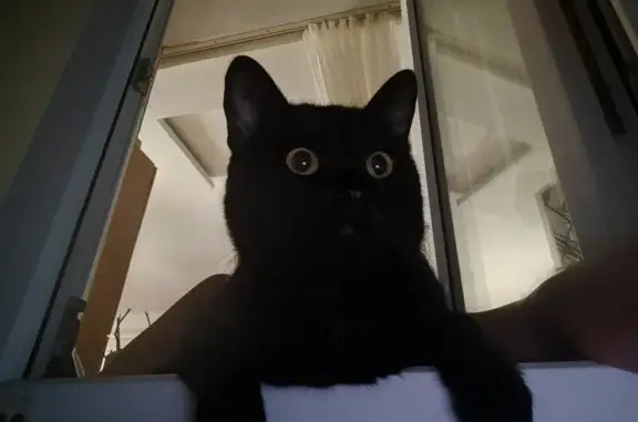 Пропал кот, Янтарная улица, Нефедьево - крупный черный с белой шерсткой - photo