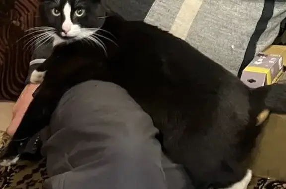 Пропал кот, улица Димитрова, 5, Ковров - большие зелёные глаза - photo