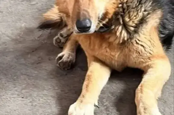 Пропала собака, женский пол, Инженерная улица, 7А, Ростов-на-Дону - photo