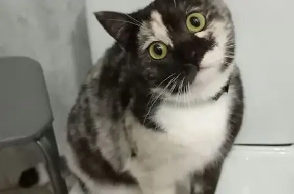 Пропала кошка, улица Пушкина, 45, Тавда - чёрный ошейник, игривая - photo