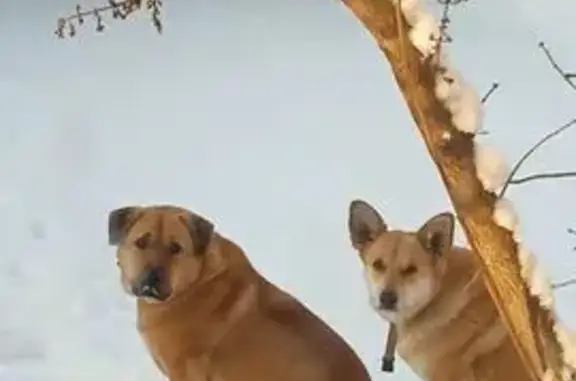 Пропал собака, Екатеринбург - photo