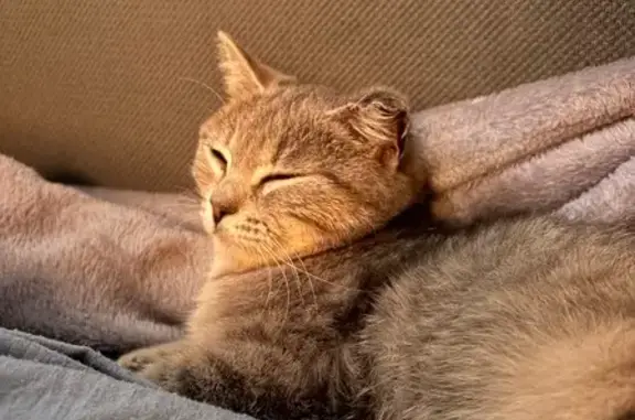 Найдена кошка, Назарово, фото: Найдена кошка, улица 30 лет ВЛКСМ, 55, Назарово - левое ухо отморожено