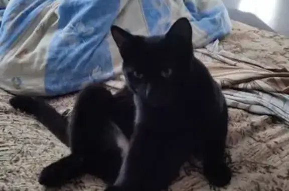 Кошки потеряшки, Нижний Новгород, фото: Потеряшка кот, улица Бекетова, Нижний Новгород - белое пятно на груди