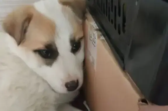 Найдена собака, Хабаровск, фото: Найдена собака, девочка, Краснореченская улица, 71А, Хабаровск