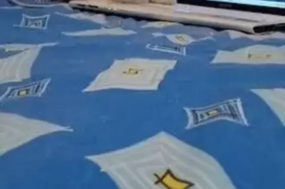 Кошки потеряшки, Нижний Новгород, фото: Потеряшка кошка, улица Сергея Акимова, 3А, Нижний Новгород - трёхцветная