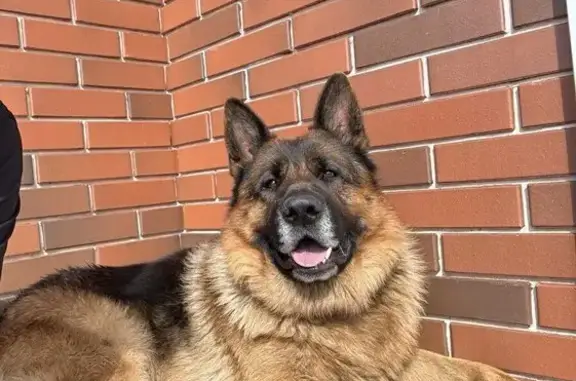 Собаки потеряшки, Кулаково, фото: Потеряшка собака, 71Н-1705, Кулаково - откликается на кличку Март