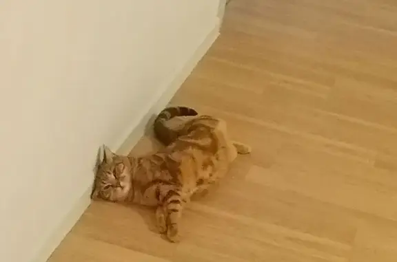 Пропала кошка, Саввинская Слобода, Московская область - бенгальская 2 года - photo