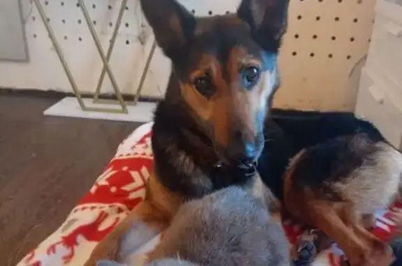 Пропала собака, Пищулинский сельсовет, Липецкая область - немецкая овчарка 7 лет - photo