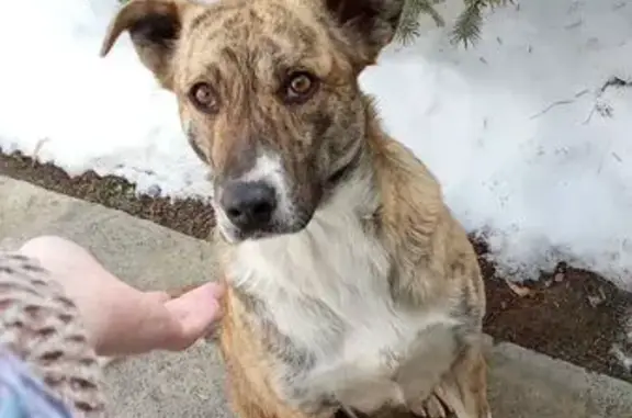 Найдена собака, Астрахань, фото: Найдена собака, Молдавская улица, 39, Астрахань - ласковая девочка