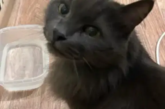 Найдена кошка, Елабуга, фото: Найдена кошка, Пролетарская улица, 14, Елабуга - серый, пушистый
