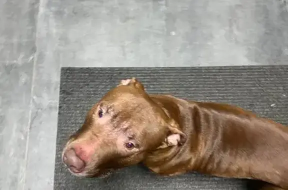 Найдена собака, Казань, фото: Найдена собака, улица Заслонова, 40 к2, Казань - сидит в подъезде