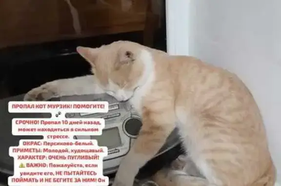 Пропал кот, улица Мира, 15, Карачаевск - photo