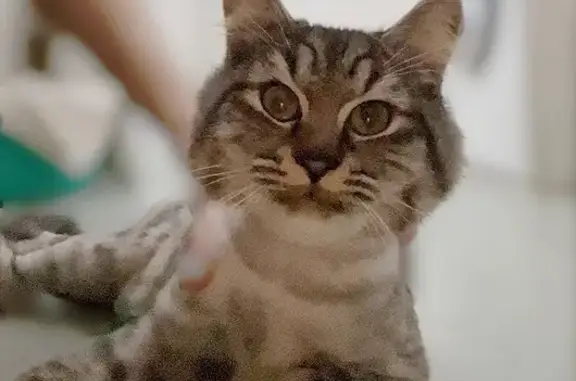 Найдена кошка, Сочи, фото: Найдена кошка, Нагорная улица, 28, Сочи - стрижка под льва, хвост кисточкой