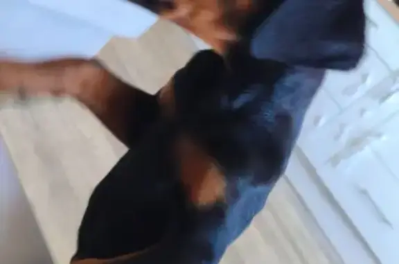 Пропала собака, Луговая улица, 50А стр3, Владивосток - доберман по кличке Берта - photo