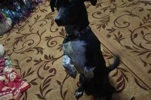 Пропал собака, Дальняя улица, Грязи - весь чёрный, похож на таксу - photo