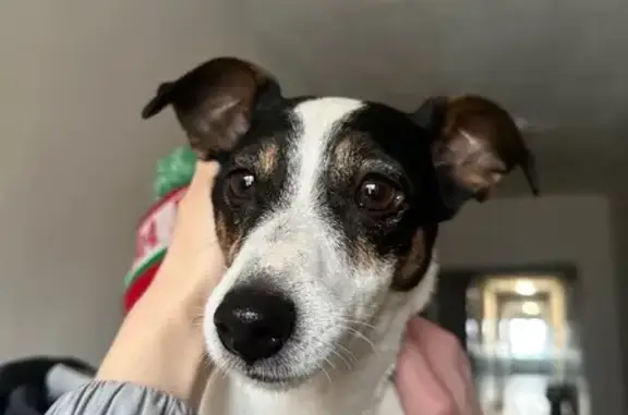 Найдена собака, Красноярск, фото: Найдена собака, Свободный проспект, 12/1, Красноярск - домашняя, без ошейника