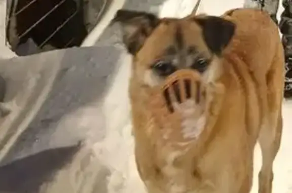 Пропала собака, Олимпийский проспект, Москва - photo