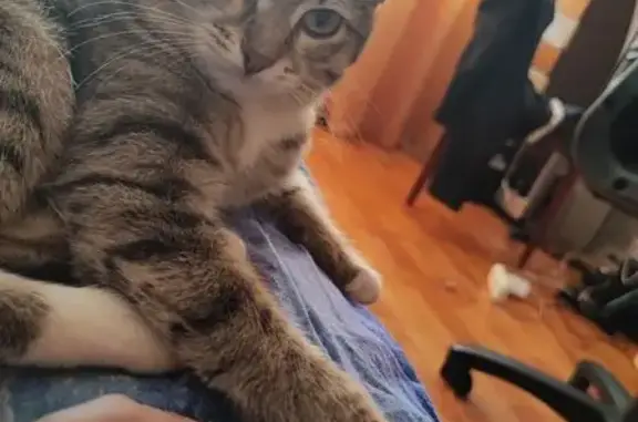 Пропала кошка, Южная улица, 18, Северодвинск - очень большие глаза - photo