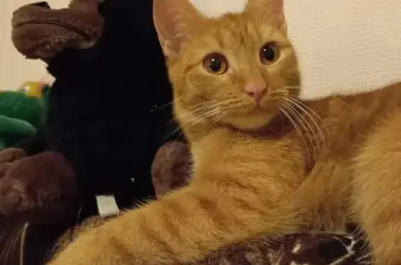 Найдена кошка, Октябрьский, фото: Найдена кошка, улица Ленина, 45, Октябрьский - рыжая и спокойная