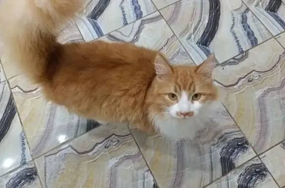 Кошки потеряшки, Темрюк, фото: Потеряшка кот, улица Карла Маркса, Темрюк